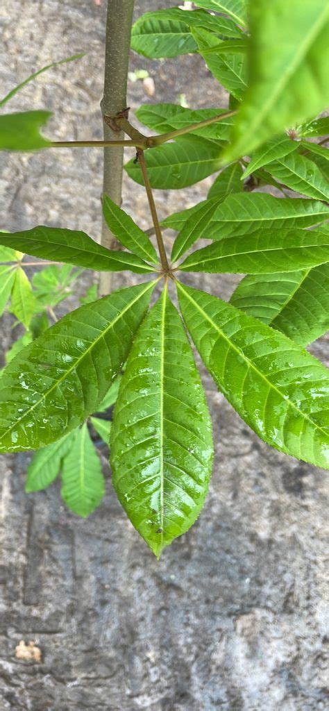 Aesculus Indica Indian Horse Chestnut Blerick Tree Farm