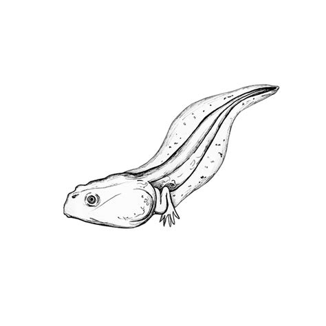Tadpole Sketch At Explore Collection Of Tadpole Sketch
