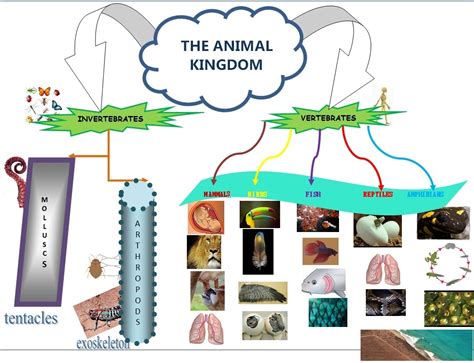 Seneca School Year 1 Science English The Animal Kingdom Mindmap