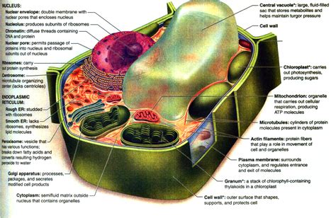 Parts Of Plant Cell And Its Function