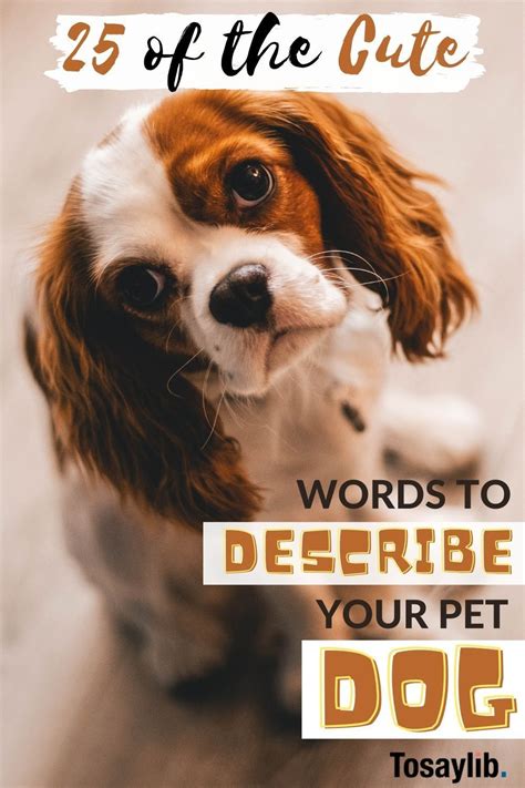 Best Ways To Describe A Dog