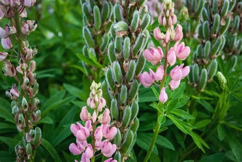 Premium Photo Lupine Plant With Seed Pods And Pink Flowers Lupinus