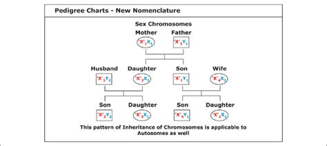 Pedigree Charts New Nomenclature The Inheritance Of Sex Chromosomes