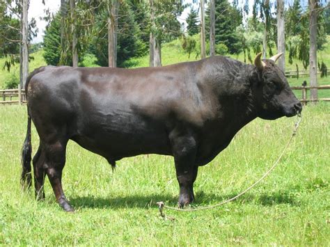 Filefull Blood Wagyu Bull In Chile Wikimedia Commons