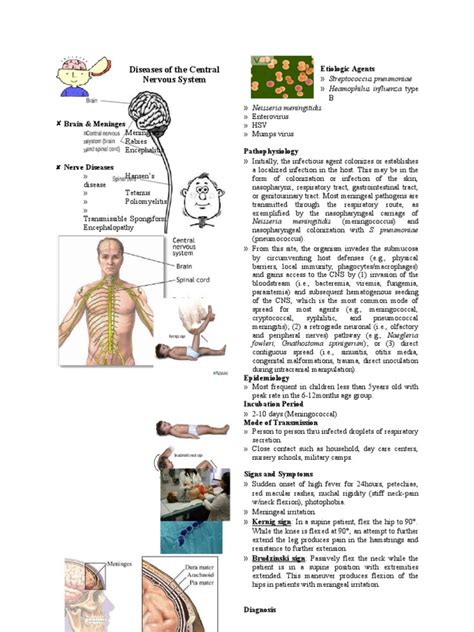 Diseases Of The Central Nervous System Pdf Rabies Immunology