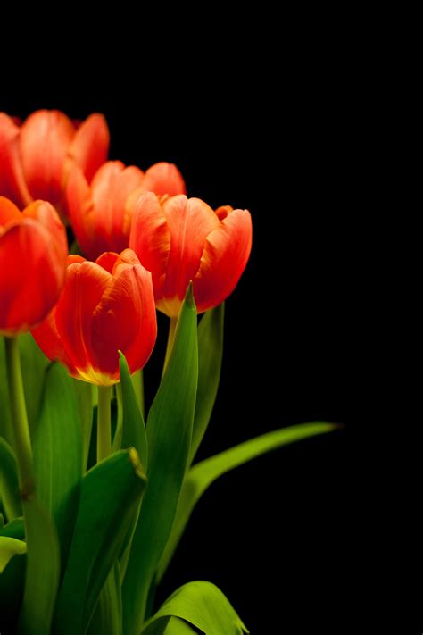 Red Tulip Flowers In Bloom Close Up Photo Hd Wallpaper Wallpaper Flare