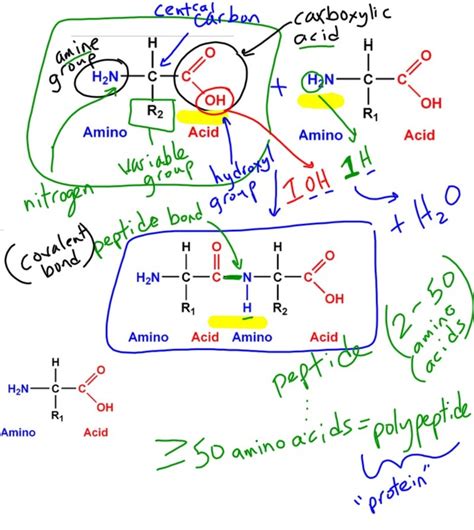 Color all oxygen red all hydrogen blue two electrons yellow cut all circles glue oxygen nucleus over center of o hydrogen nuclei over h glue oxygen and hydrogen. Organic Molecules - Mel Burgess at CALC