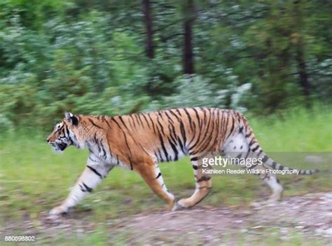Tiger Running Photos And Premium High Res Pictures Getty Images