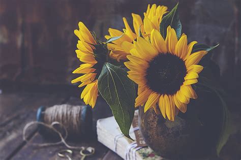 Sunflowers Flowers Petals Vase Yellow Aesthetics Hd Wallpaper