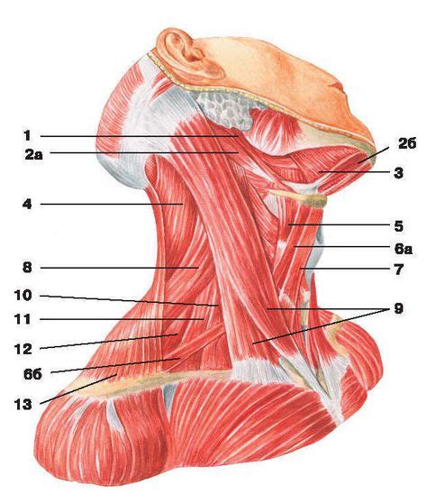 Hnliches Foto Anatomie Nackenmuskulatur Akupunktur