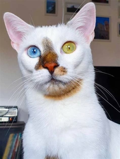 1 Загляните в кошачьи глаза Они многое могут сказать Cute Cats And