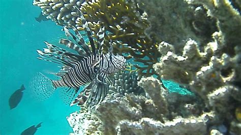 Pterois Volitans Red Lionfish In Its Natural Habitat In