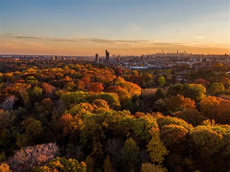 New York — Old Growth Forest Network