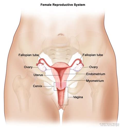 Anatomy Of The Female Reproductive System Drawing Shows The Uterus