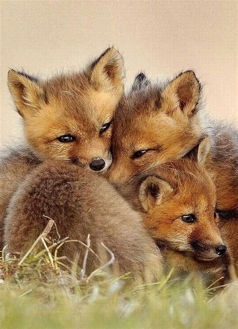 Baby Fox Cute Baby Animals Pinterest