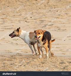 Dog Mating Small Dog