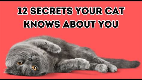 12 Secrets Your Cat Knows About You Youtube