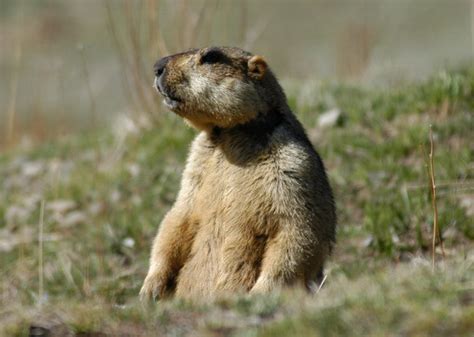 ADW: Marmota himalayana: INFORMATION