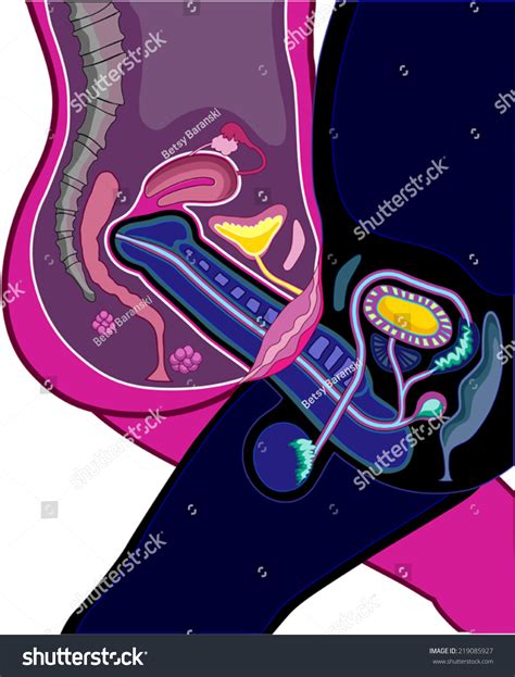 Adult Male Female Reproductive Anatomy Physiology Stock Vector