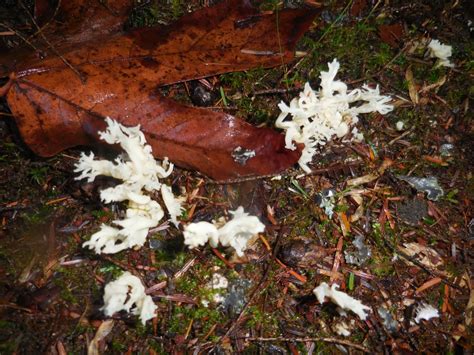 R And R Travels Fall Mushroom Identification