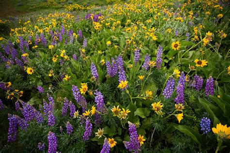Columbia River Gorge Wildflower Field Nature Photography Clint