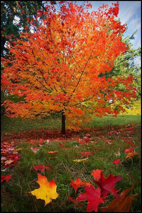 Sugar Maple Trees Sugar Maple Tree For Our Backyard Due To The