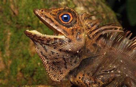 Miri is the second largest city in the malaysian state of sarawak on borneo. Herping in Sarawak, Borneo - Reptiles Magazine