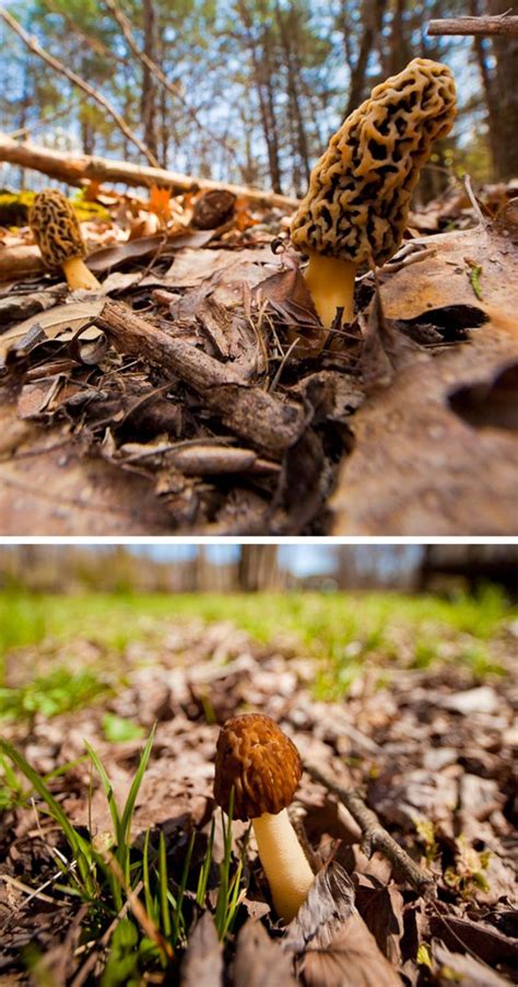 How To Find Harvest And Cook The Best Tasting Mushroom In The Woods