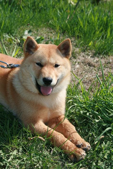 Hokkaido Inu Dog 犬 かわいい 北海道犬 犬