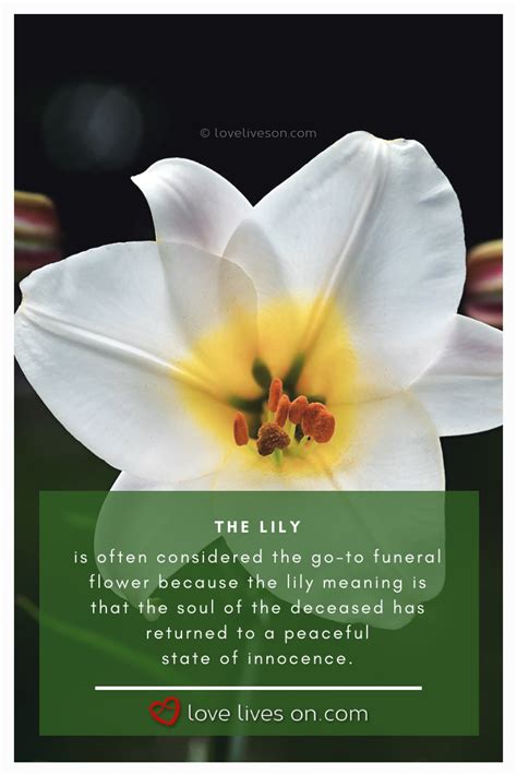 Day of the dead is a rare holiday for celebrating death and life. 10+ Best Funeral Flowers | Funeral Flower Meanings ...