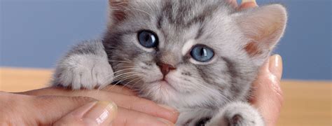 Helping Your Kitten Settle In Whiskas®