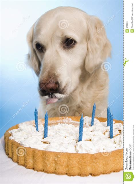 Dog Eating A Cake Stock Image Image Of Celebrating