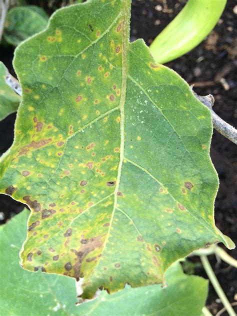 Eggplant Cercospora Leaf Spot Host Solanum Melongena P Flickr
