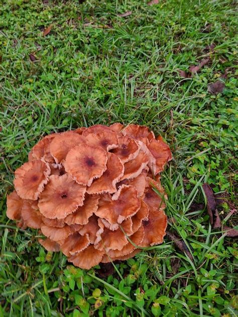 Large light brown mushrooms in yard - Page 2 - The Hull Truth - Boating and Fishing Forum