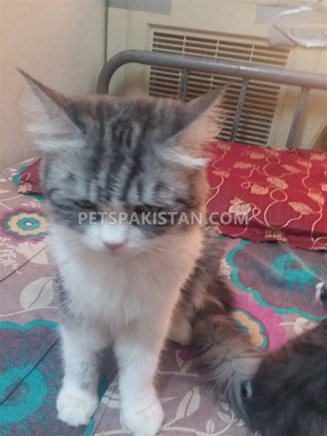Pets Pakistan Persian Cat For Sale