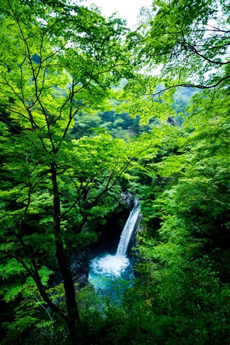Free Images Landscape Tree Nature Waterfall Wilderness Branch