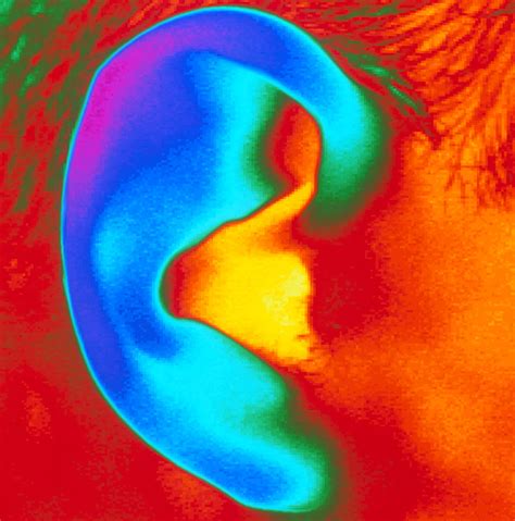 Thermogram Of A Close Up Of A Human Ear Photograph By Dr Arthur Tucker