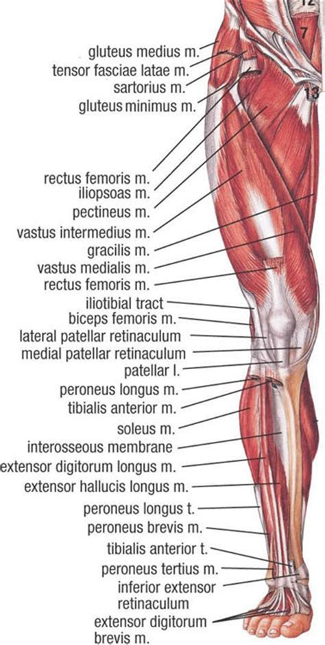 Muscular System In The Leg Anatomy Poster Etsy UK