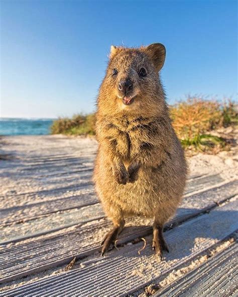 Quokka Australian Mammals - Pets Lovers