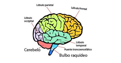 Partes Del Cerebro Humano Y Funciones