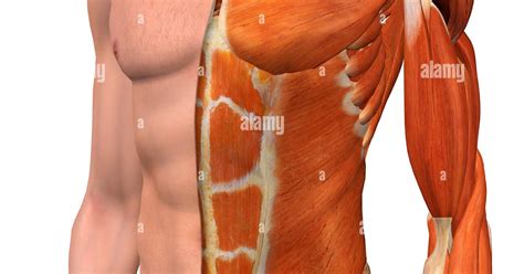 Chest Muscle Anatomy Diagram Male Arm And Chest Muscles Labeled Chart