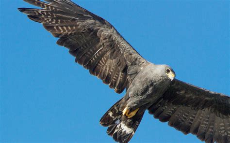 Zone Tailed Hawk Audubon Field Guide