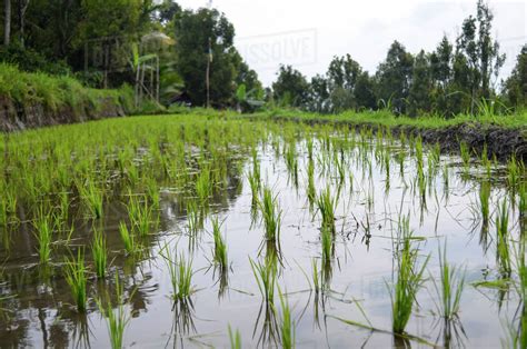 Rice Fields Shallow Water And Rice Plants Paddy Fields Stock Photo
