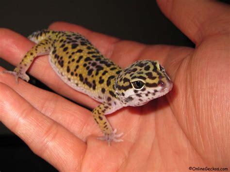 Best Reptile Pets For Handling Beginner Pet Lizards Leopard Gecko