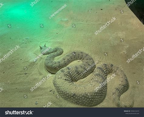 Sand Viper Venomous Viper Species Endemic Stock Photo 1939216315