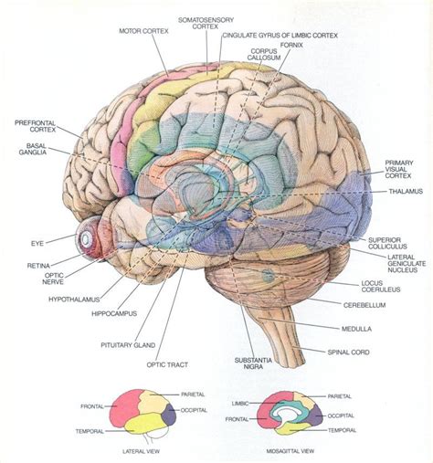 Partes Del Cerebro Humano