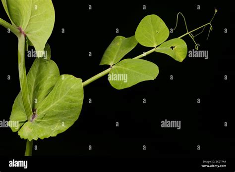 Garden Pea Pisum Sativum Leaf Closeup Stock Photo Alamy
