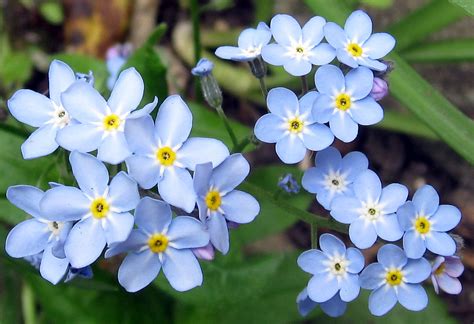 Hours may change under current circumstances Forget-me-not | Naturally
