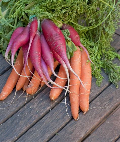Bunch Of Radishes And Carrots Stock Image Image Of Vegetable
