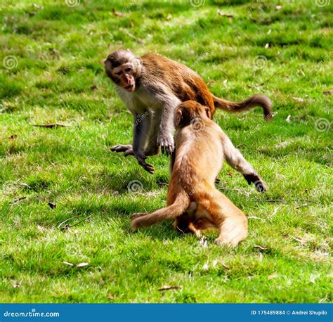 Monkey Fight In The Park Stock Photo Image Of Black 175489884